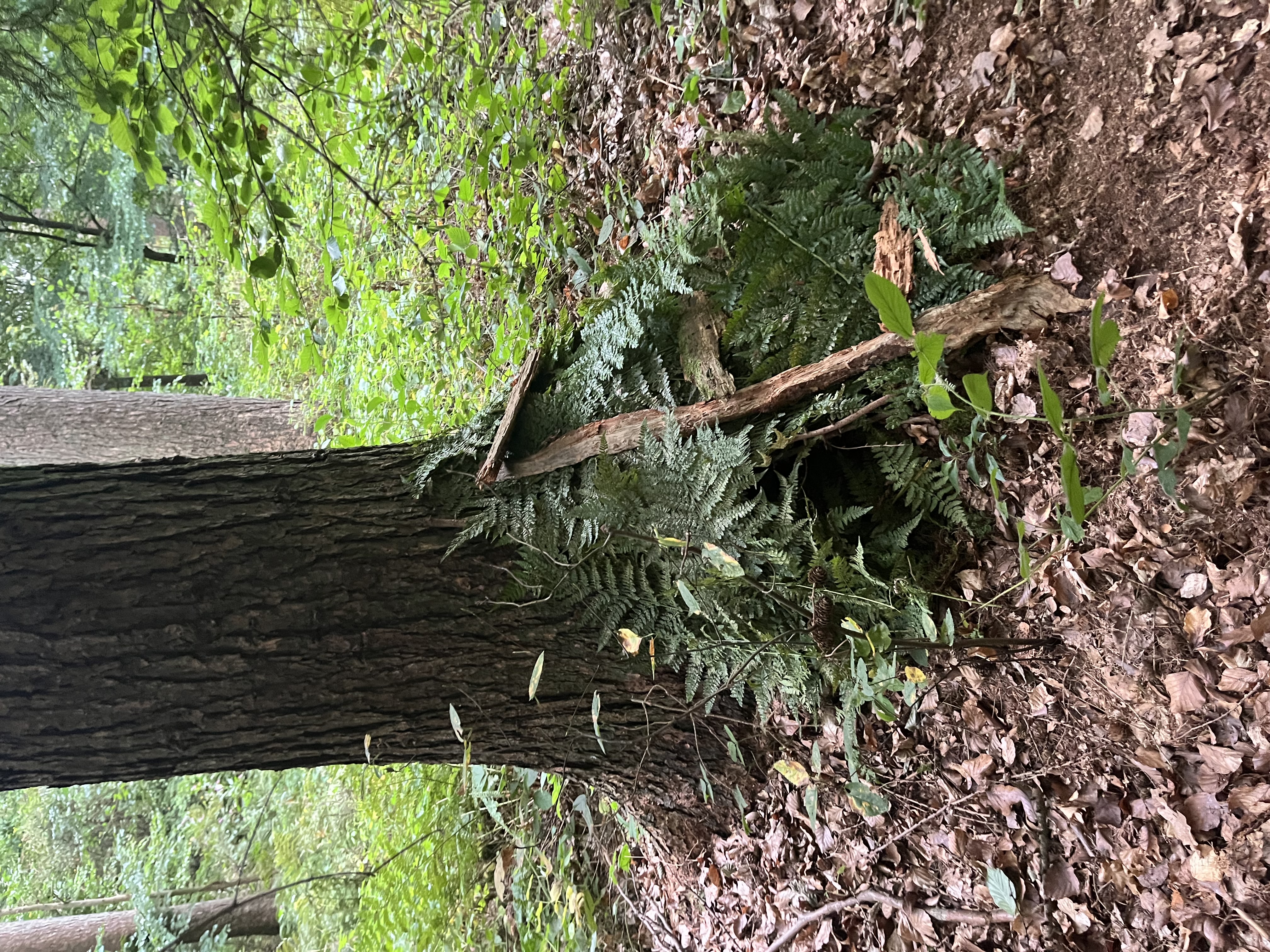 ProjektwocheWald3