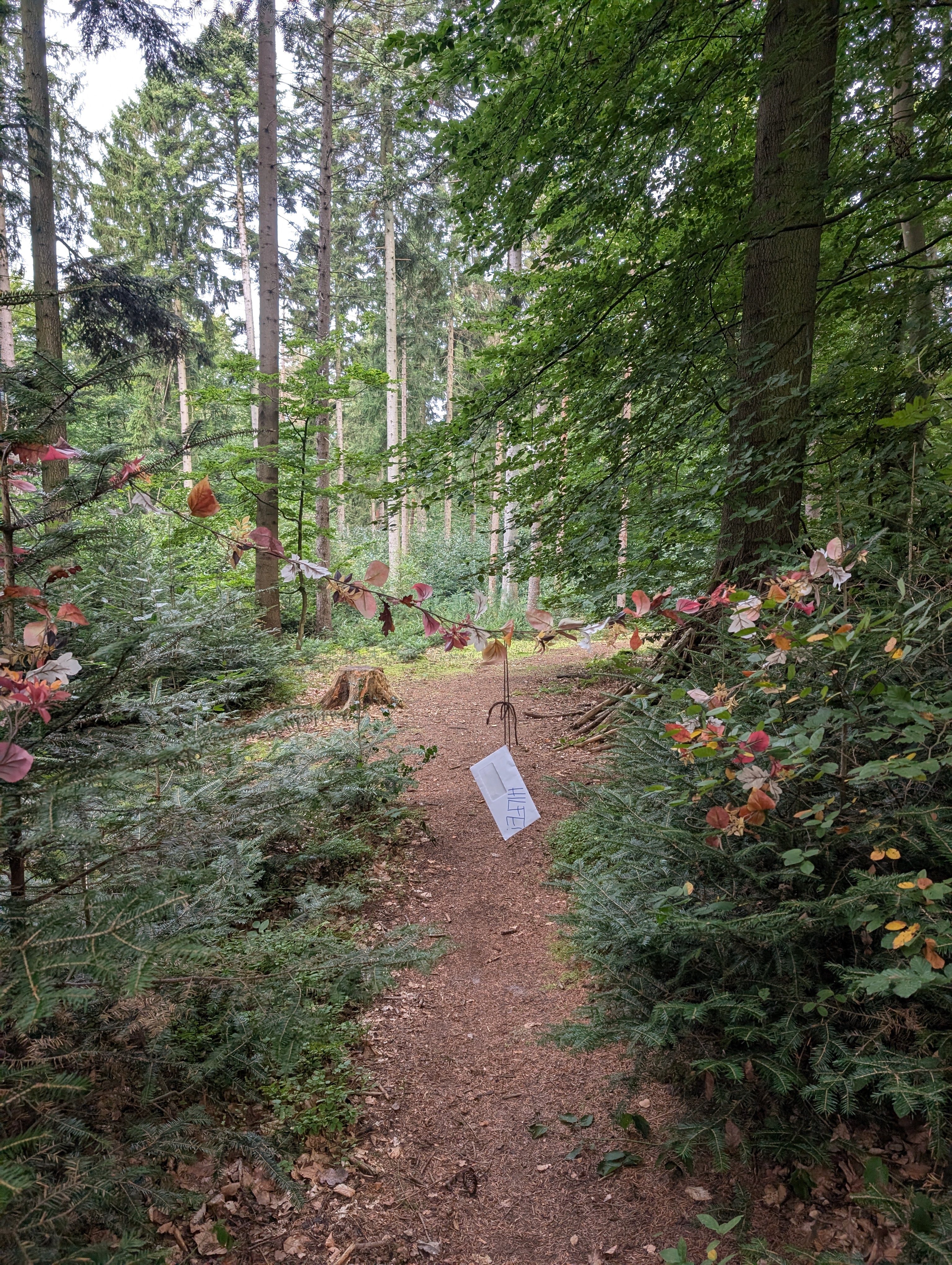ProjektwocheWald6